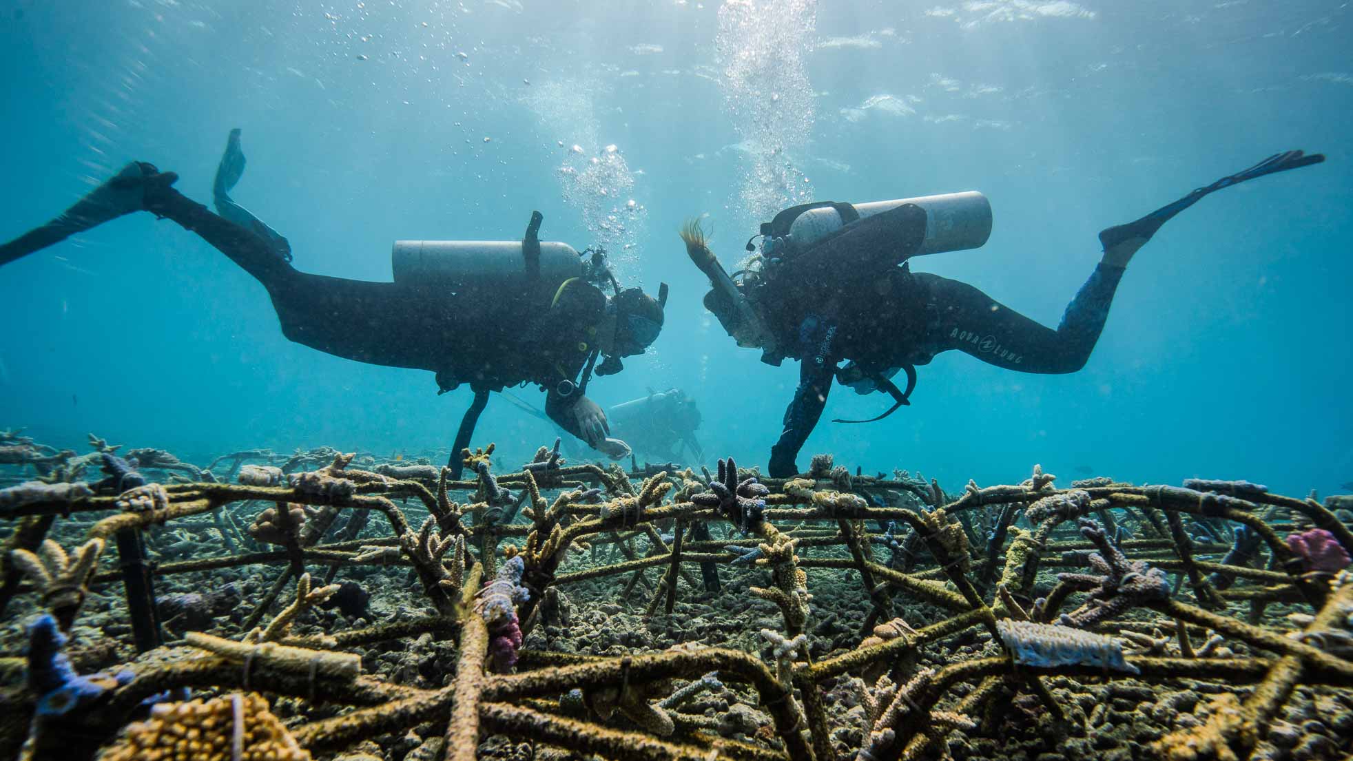 Bex building Mars Reef Stars