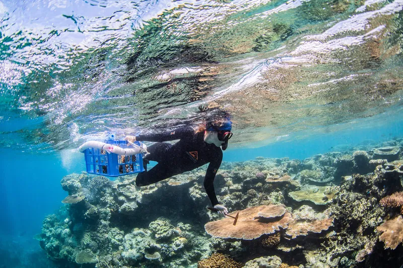 Bex working on coral restoration and conservation projects with coral fragments
