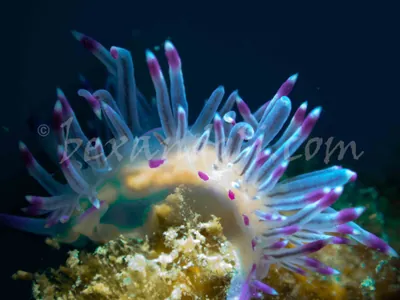 Red line flabellina nudibranch - underwater critter from Koh Tao