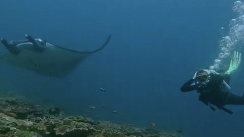 Oli diving with manta ray at Manta Point, Nusa Penida, Indonesia