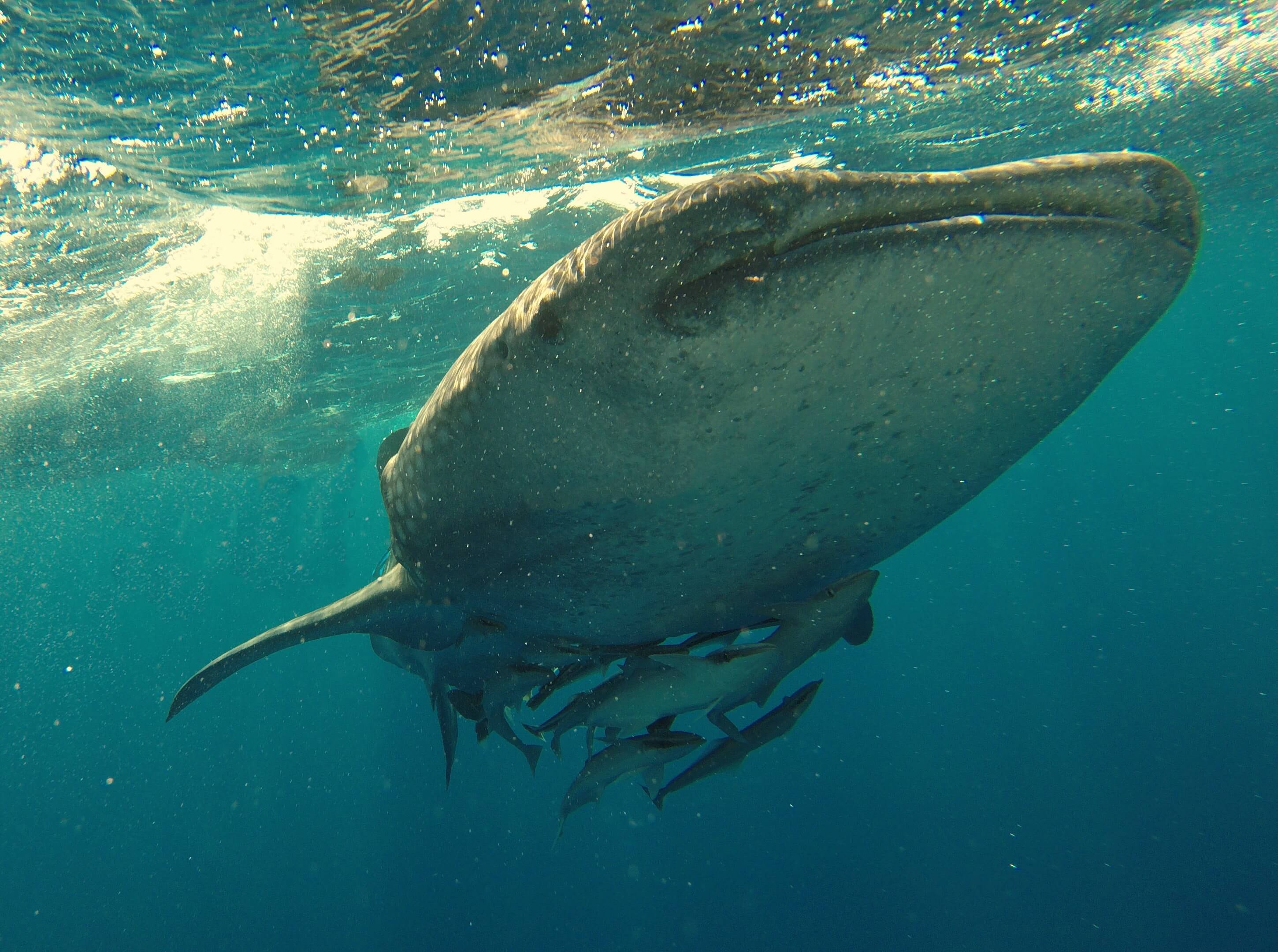 Whale shark encounter